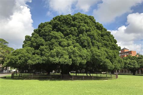 榕樹招陰|為什麼榕樹陰？揭開榕樹陰影的風水禁忌與科學解釋 